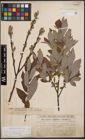 Foto von Salix cinerea L. x Salix viminalis L.